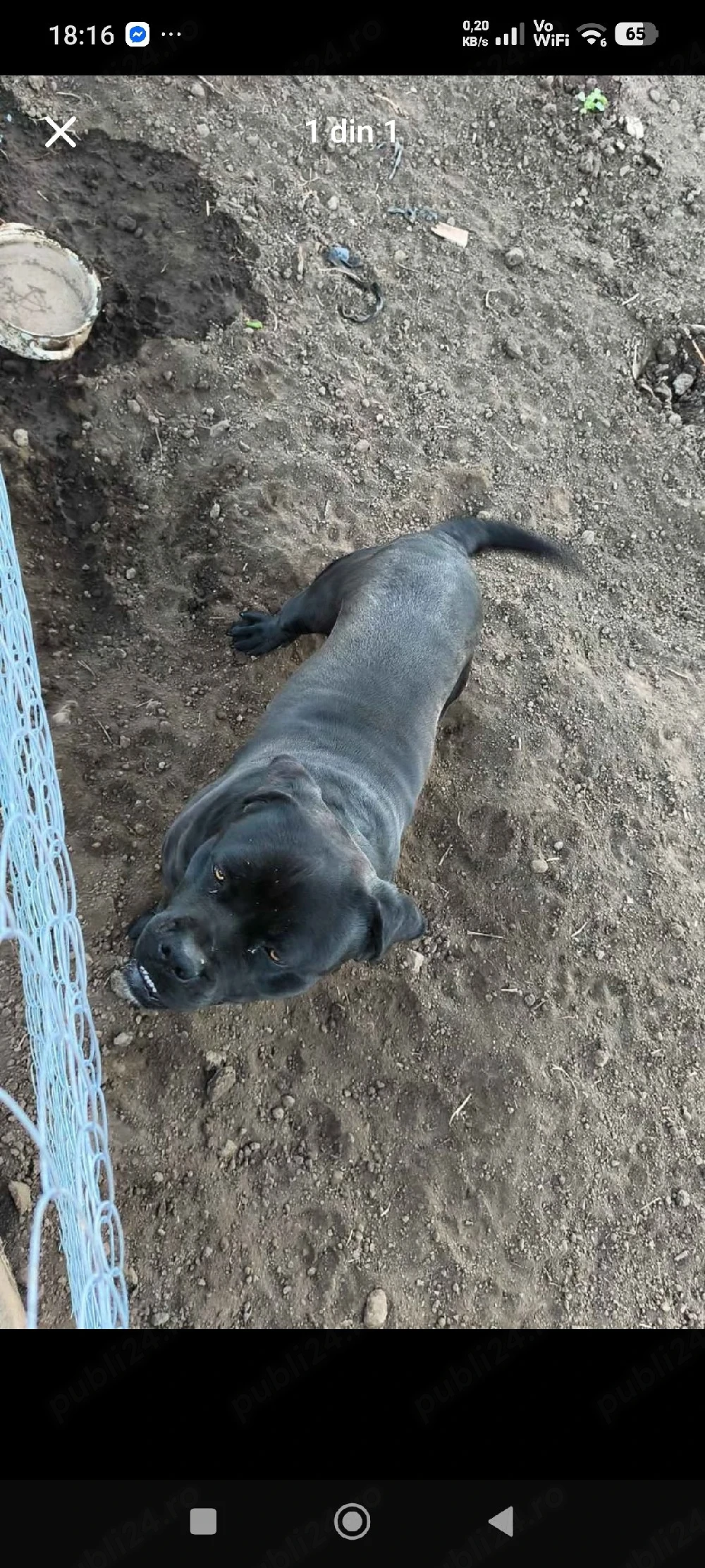 donez cane corso cu pedigree 