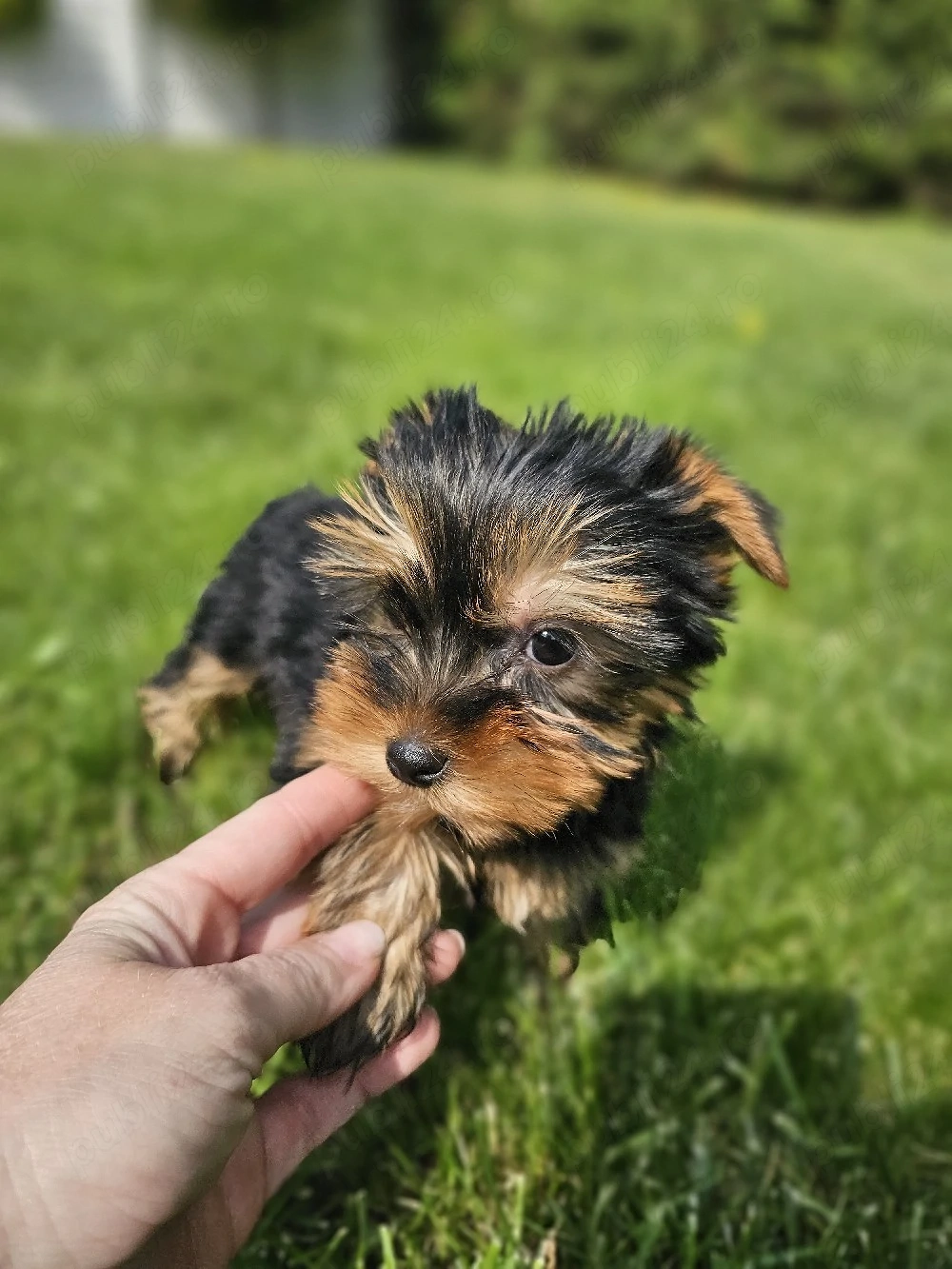 yorky mini toy