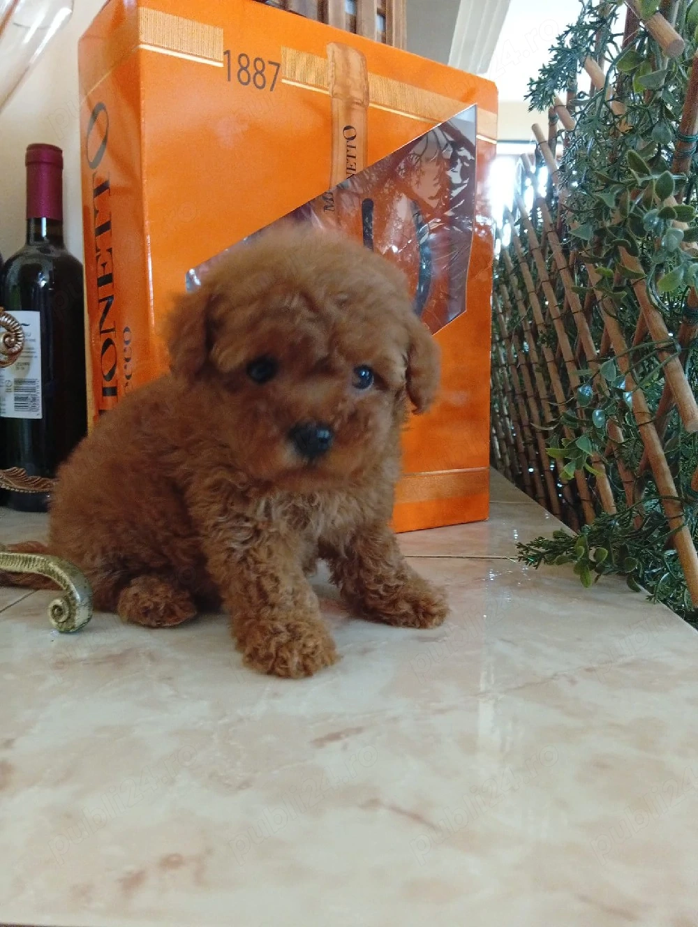 Pudel mini toy