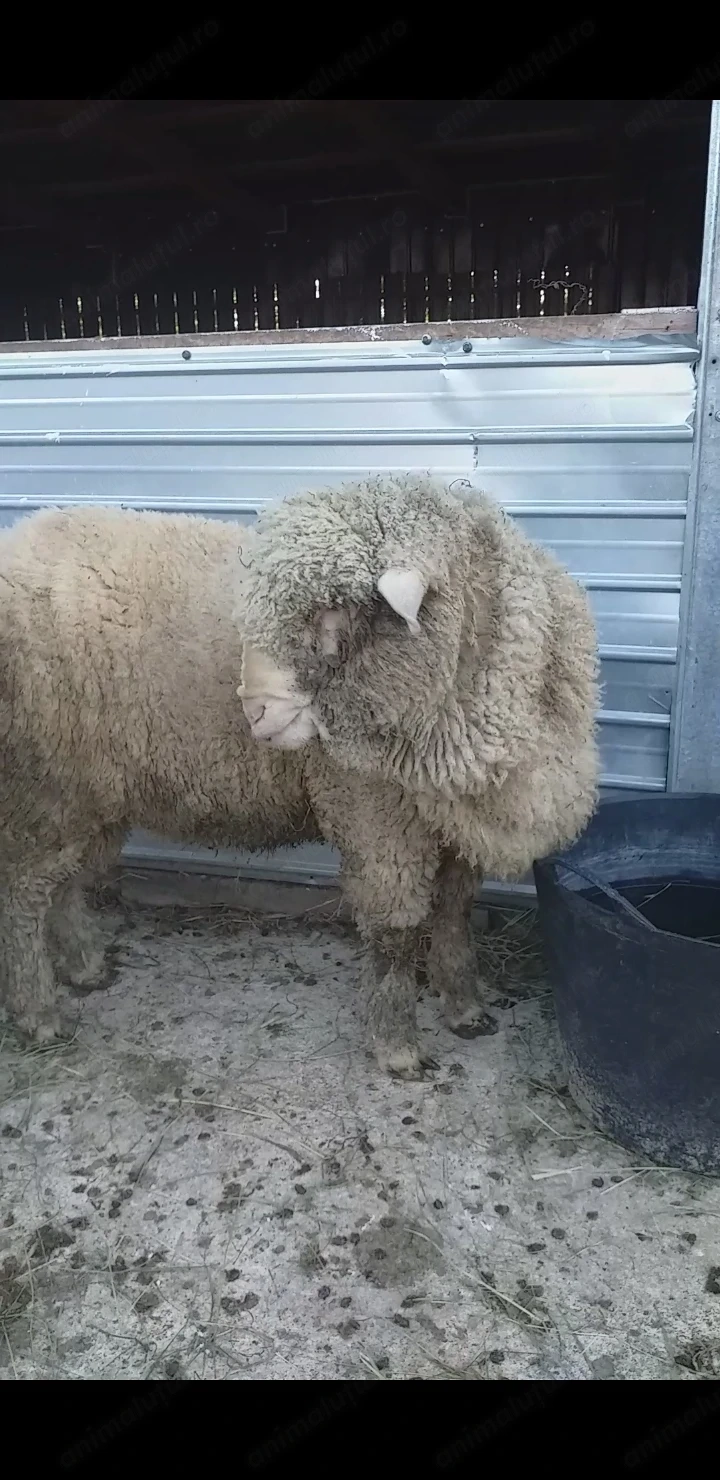 Vând berbec merinos de prăsilă