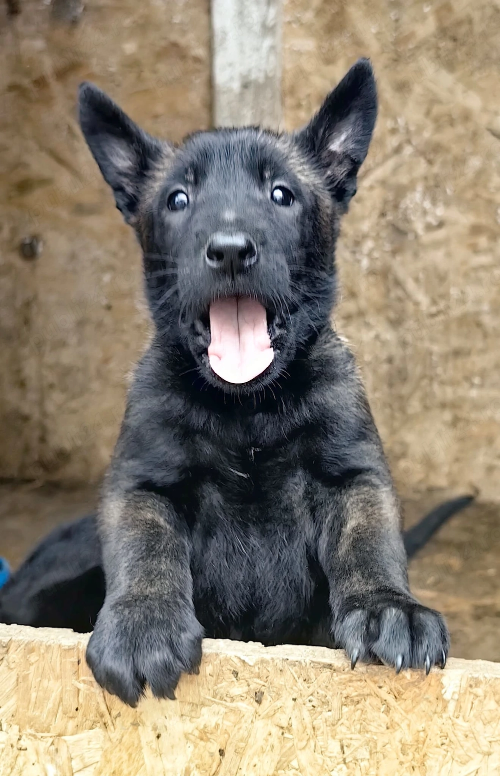 Vând pui Malinois culoare carbon   părinți cu aptitudini de pază și lucru