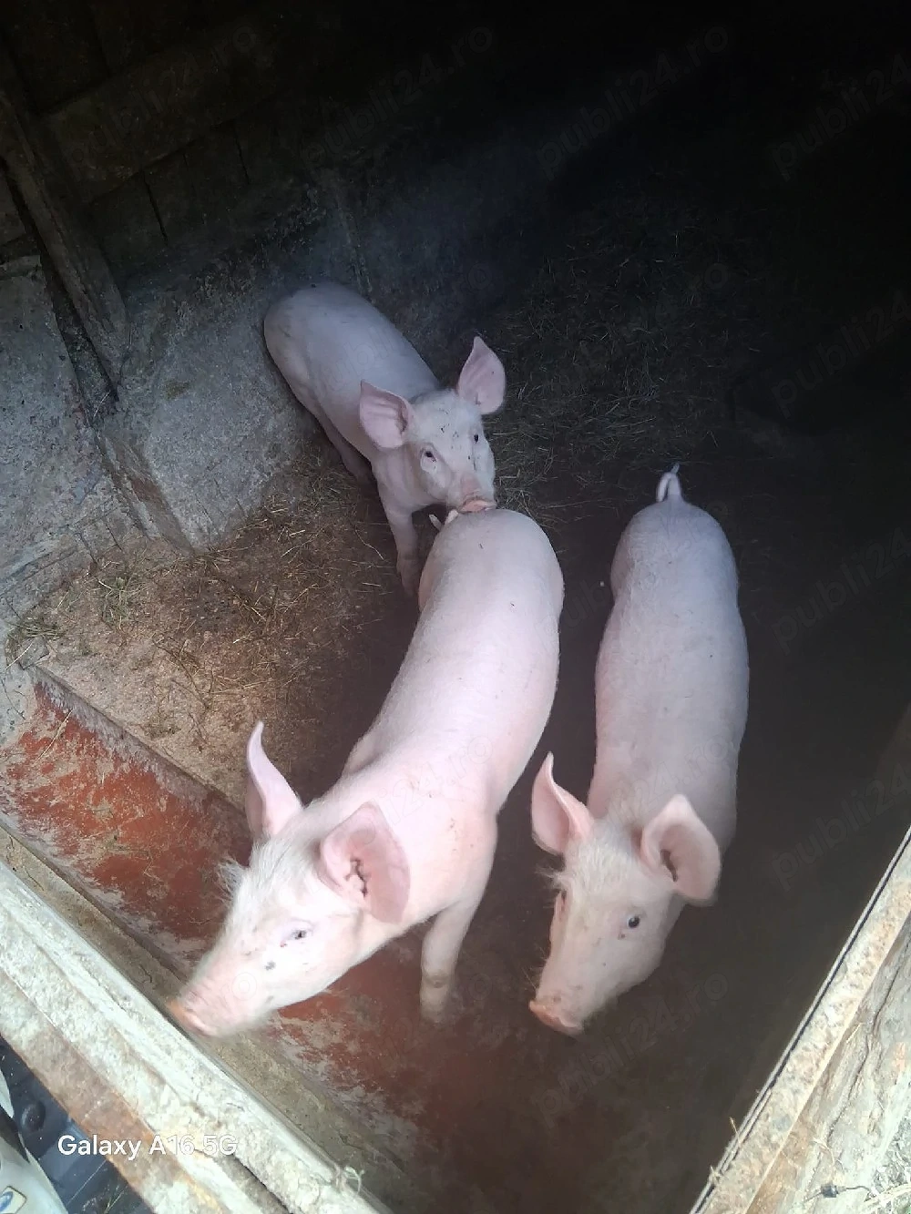 purcei disponibili 
