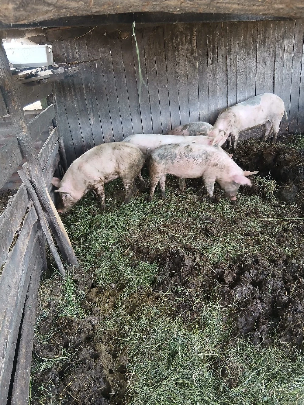de vânzare 6 bucăți de la 60 kg unul la 80 kg aproximativ și una la 110 120 kg aproximativ 