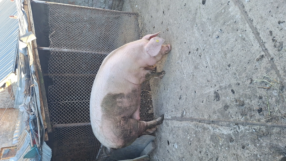 Scroafa de sacrificat , carcasa sau jumatate , varsta 10 luni 