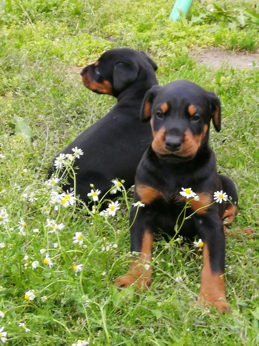 Cățeii Doberman talie mare negru cu pete de foc .