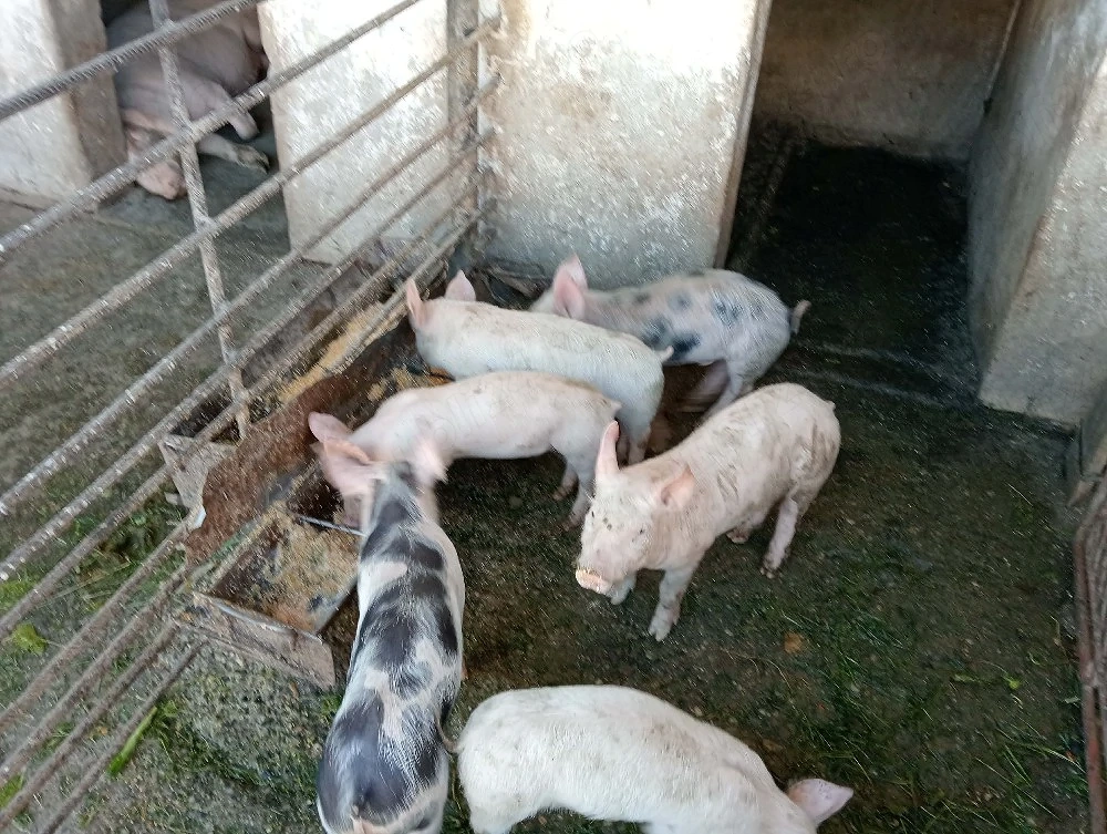 Vand purceluși...