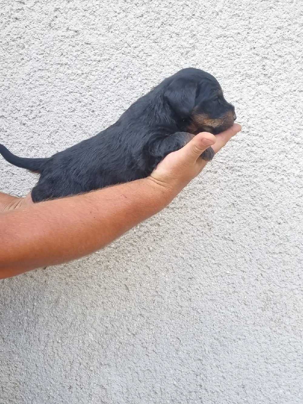 vând catei jagd terrier 