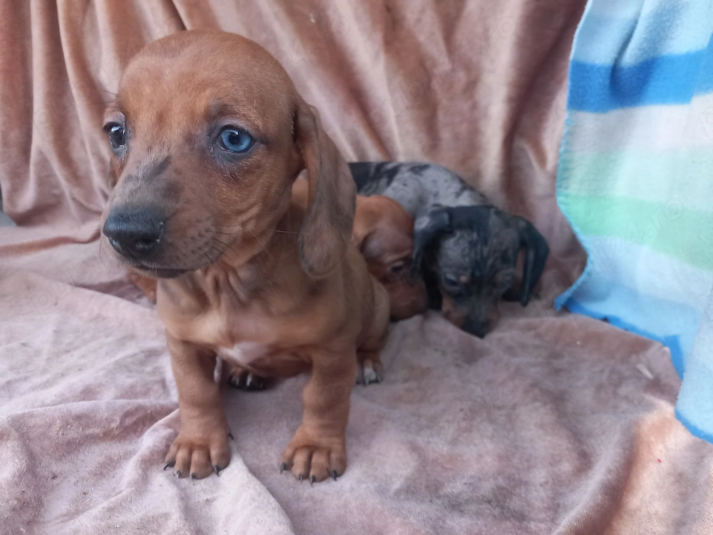 Căței teckel Arlechin maro negru (techel tekel dachshund)