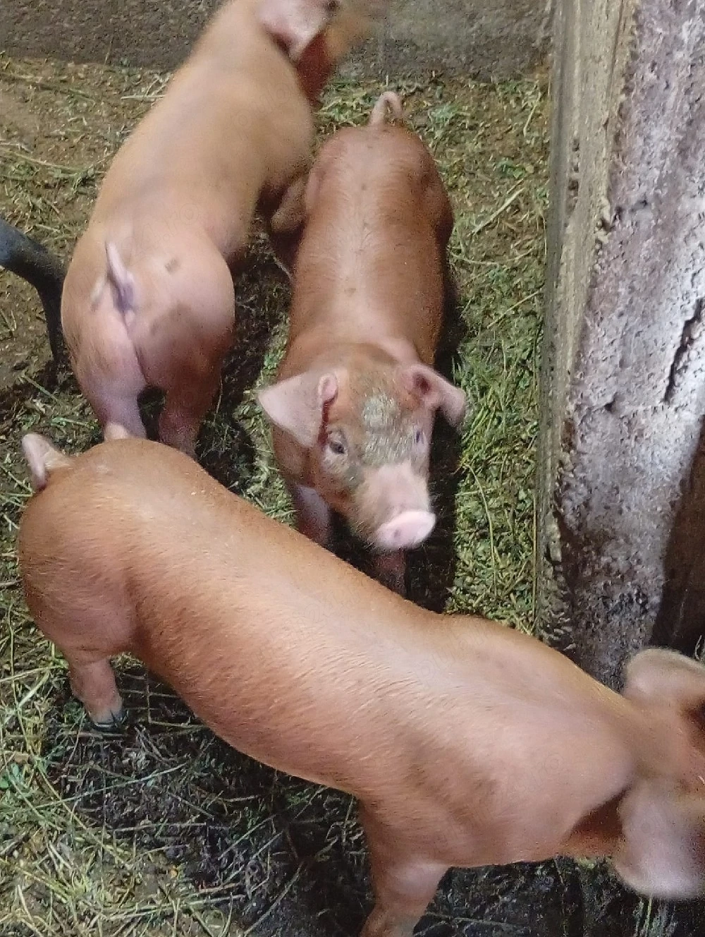 Disponibili purcei duroc cu pietrain 