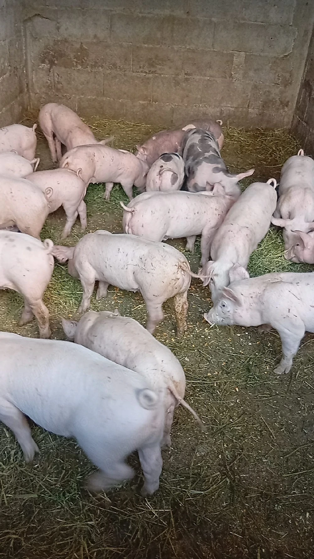 Disponibili purcei landras cu pietrain 