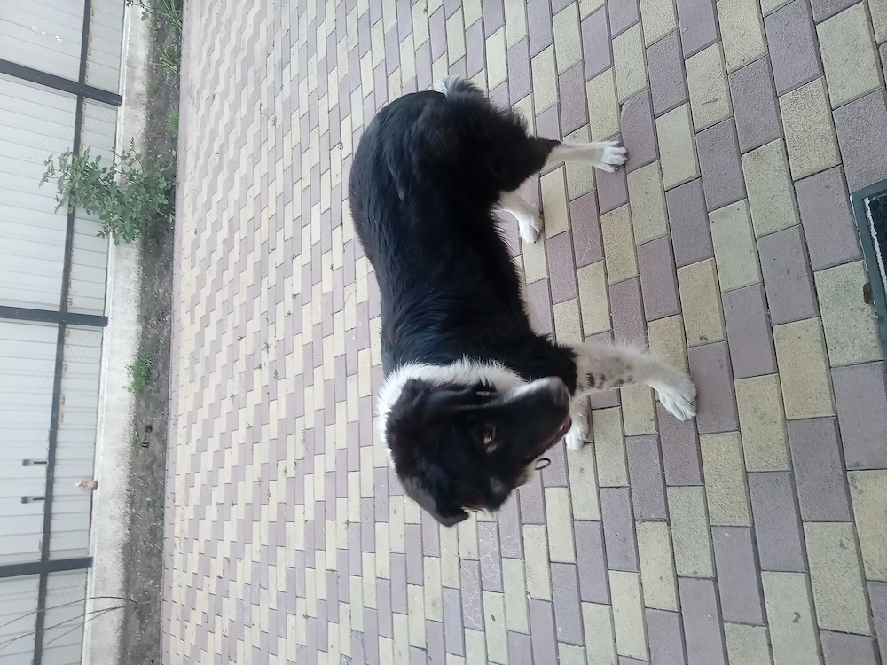 Donez Ciobănesc de bucovina de 5 ani