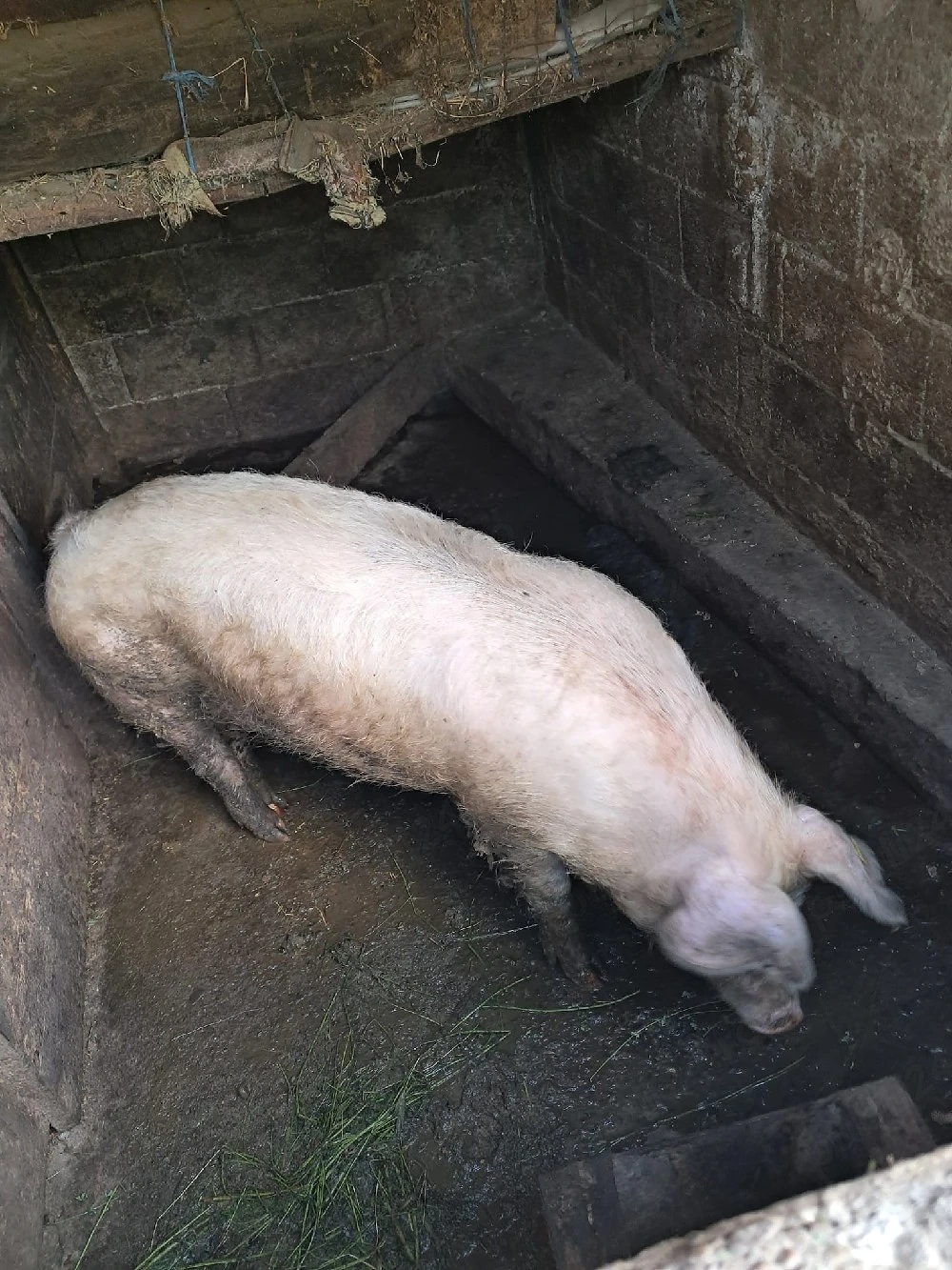 Porci de vânzare 