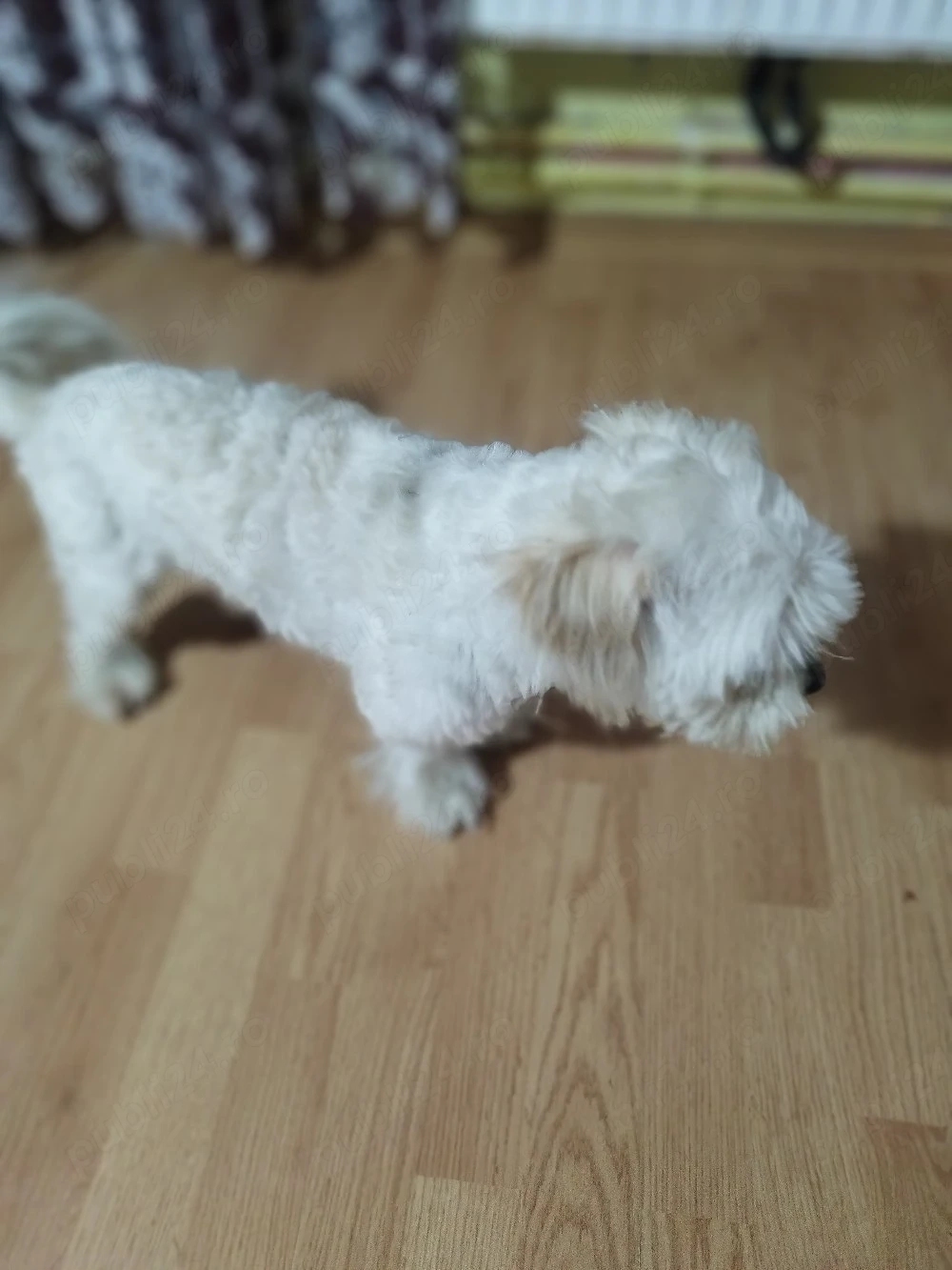 caine de vânzare Bichon matleez 