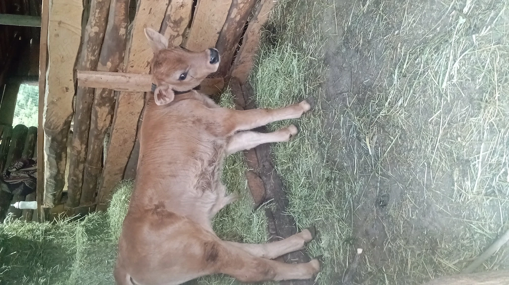 Se vinde vițel de 3 săptămâni 