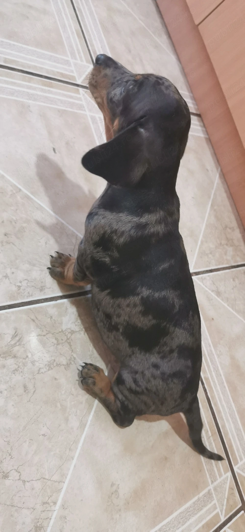 Teckel arlechin 