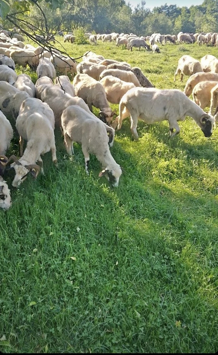     Oi de vânzare, sănătoase și bine întreținute!
