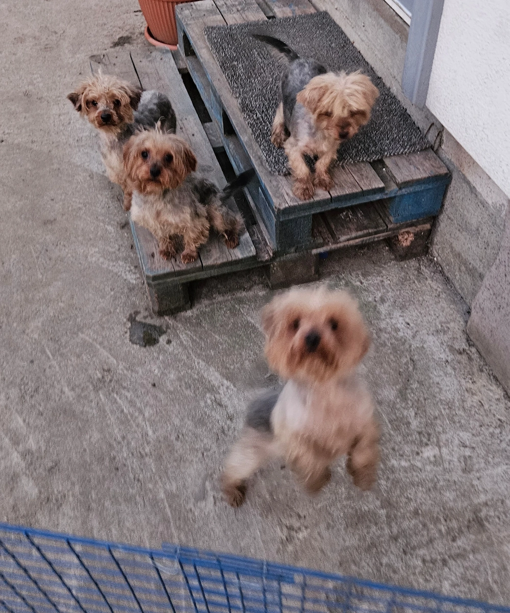Vand caini de rasa Yorkshire Terrier 