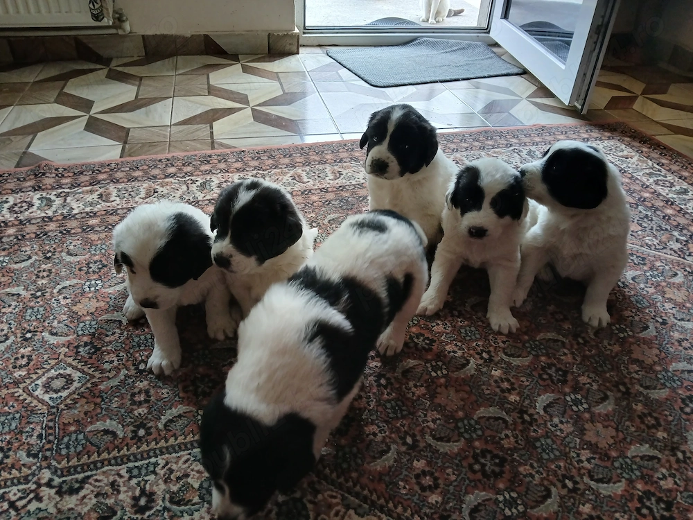 Vând căței ciobanesc de bucovina