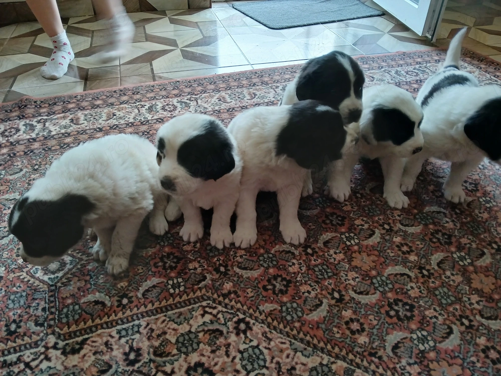 Vând căței ciobanesc de bucovina