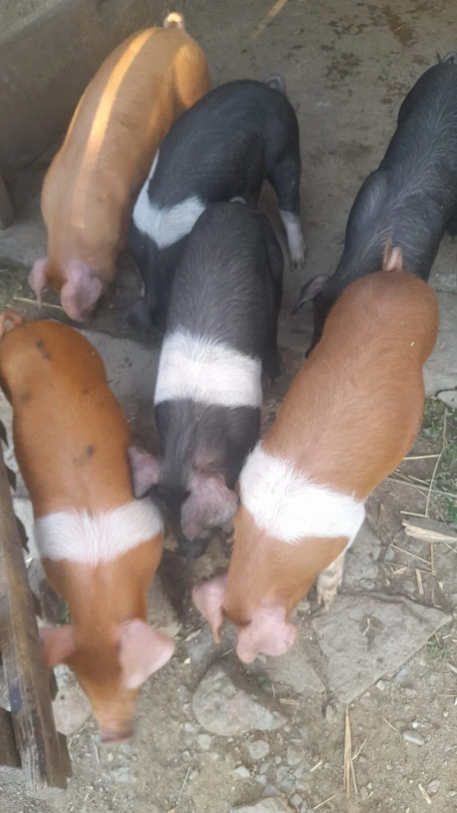 Purcei Bazna-Duroc