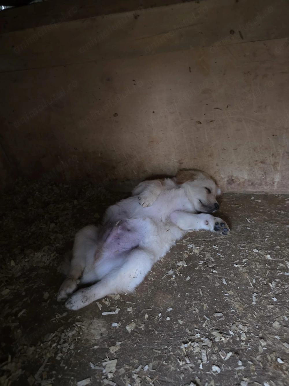  Căutăm familii iubitoare pentru acești bulgărași de iubire! 