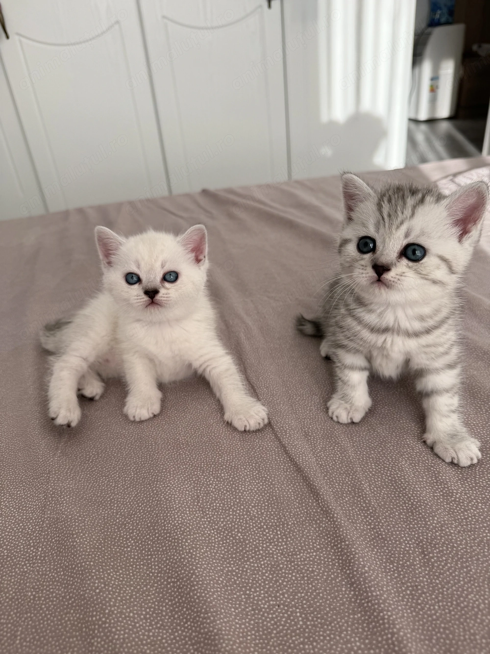 British shorthair