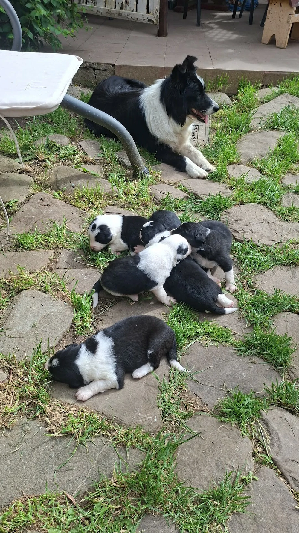 Pui border collie puri