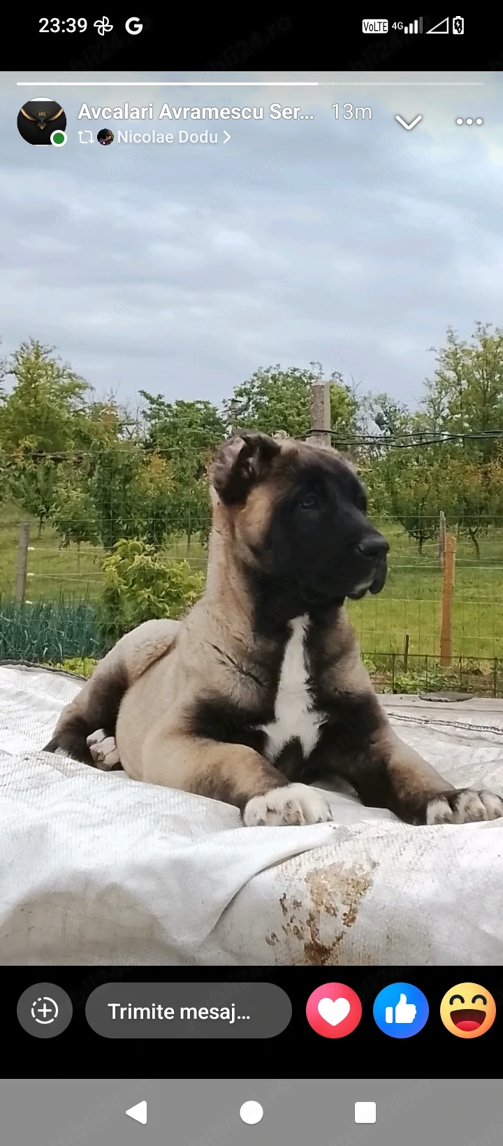 Kangal pui excelenți pentru paza