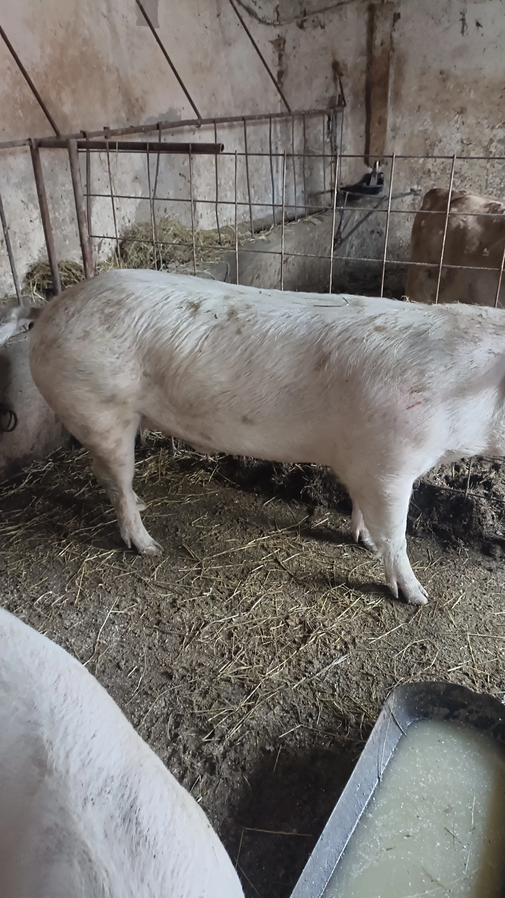 Porc de vânzare 