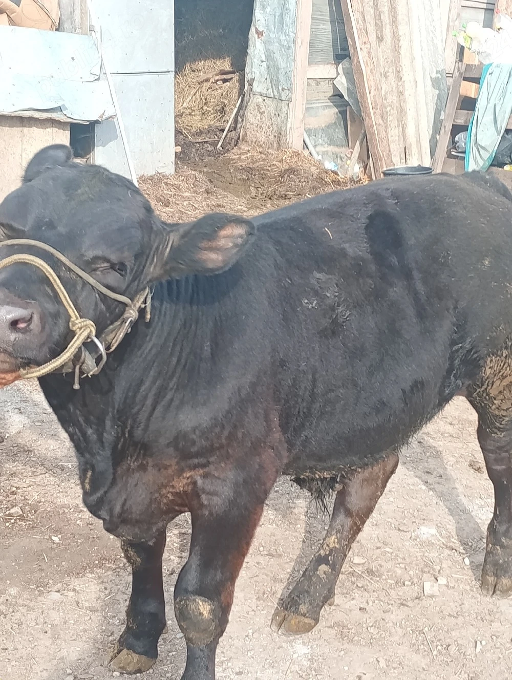vând sferturi de vițel 35 de lei Kg 