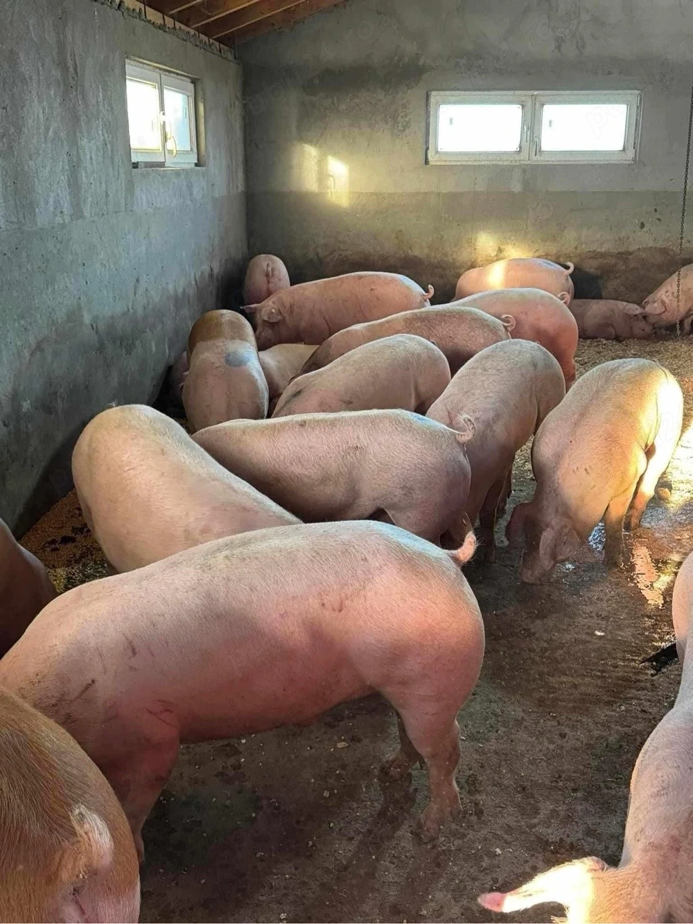 Porci Rasa Carne