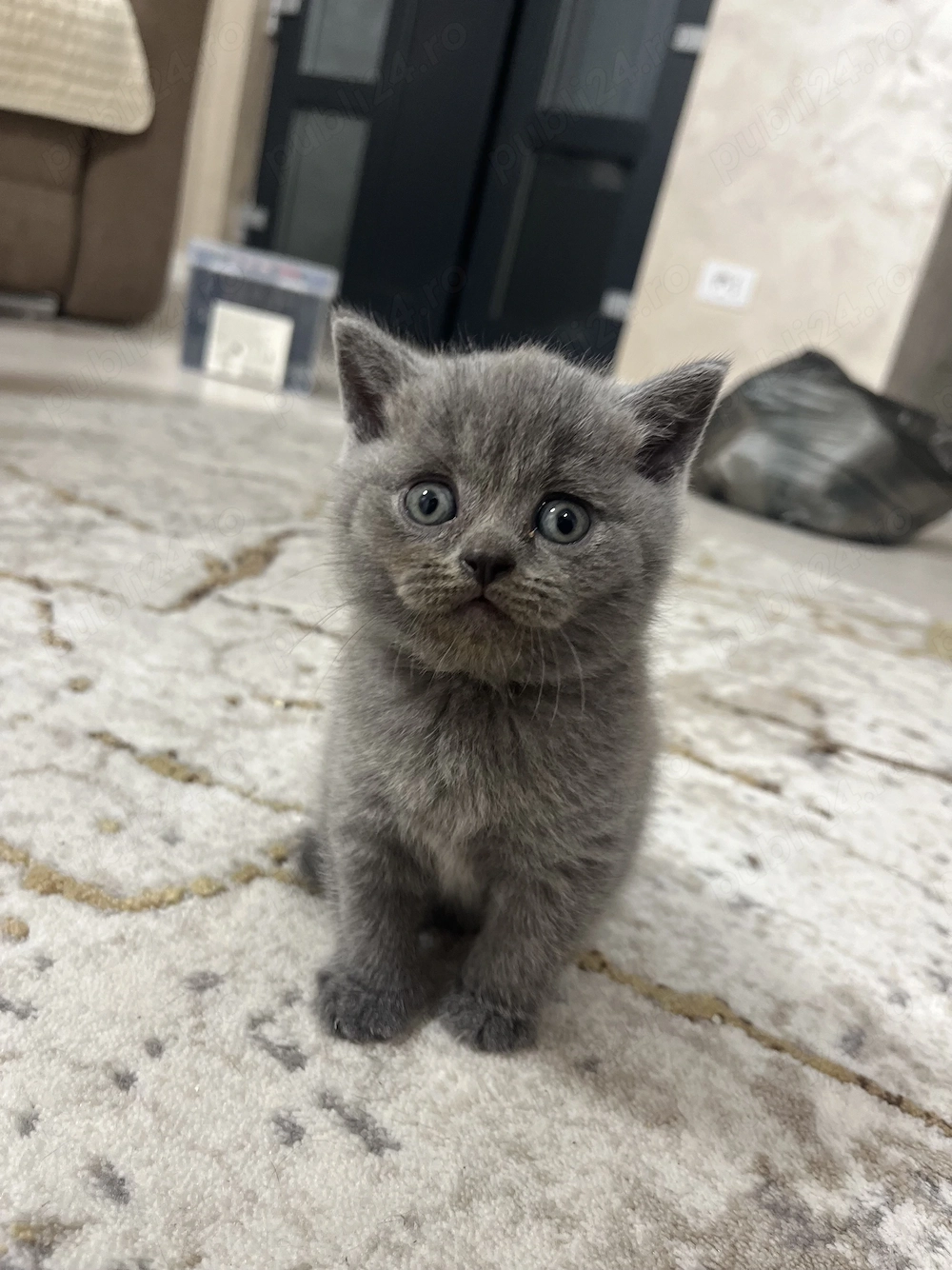 Pisică british shorthair 