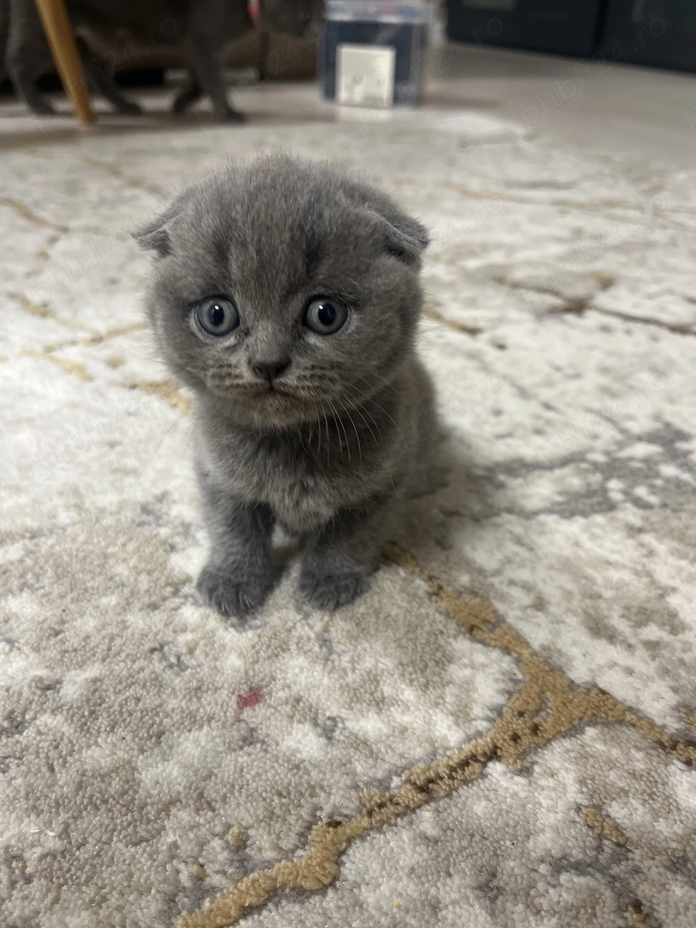 Pisica Scottish fold 