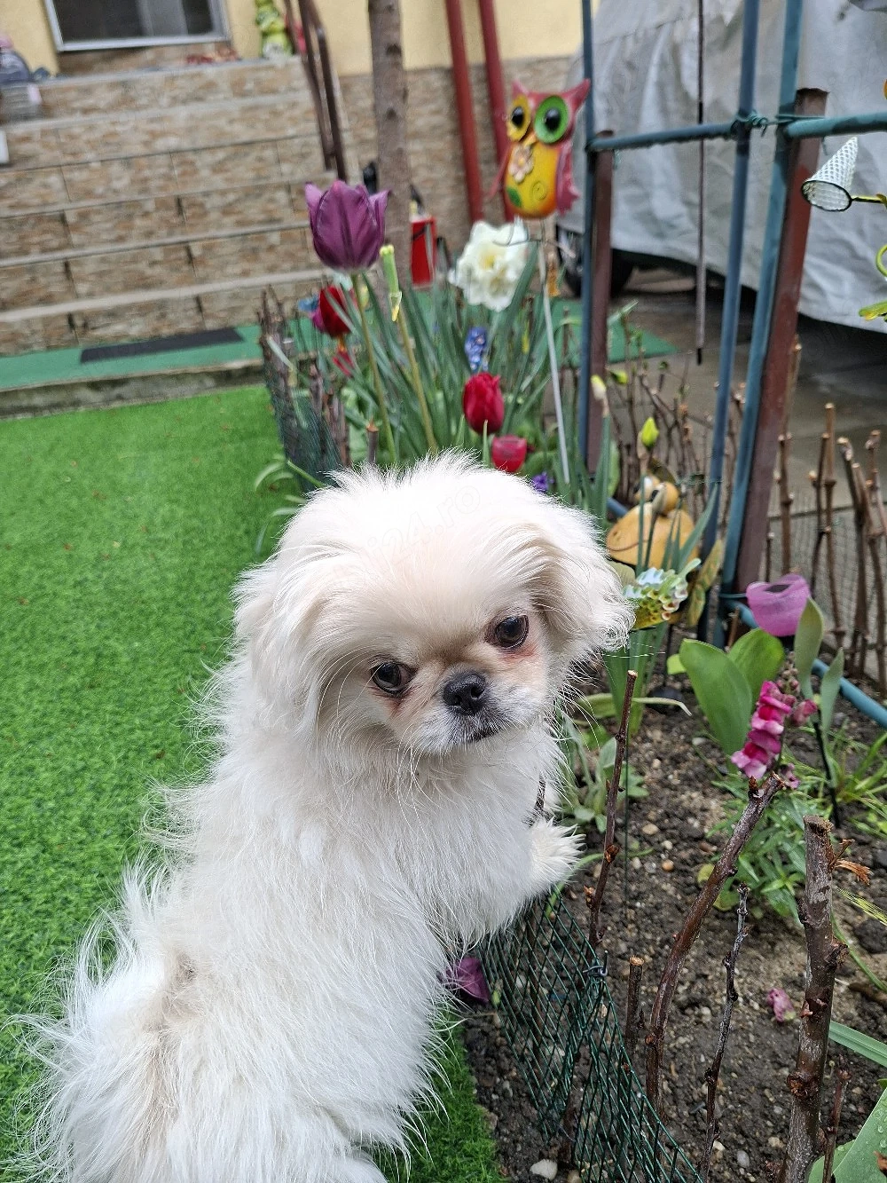 schimb o catelusa pekineza imperial cu pedigree