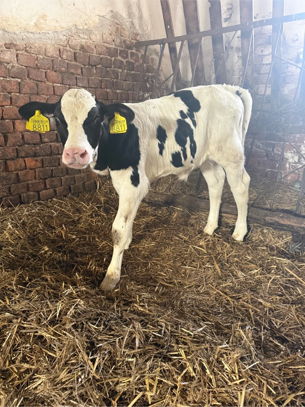 vitea holstein