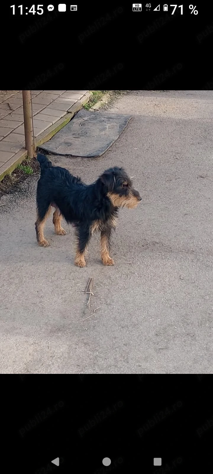 Pui Jagdterrier 