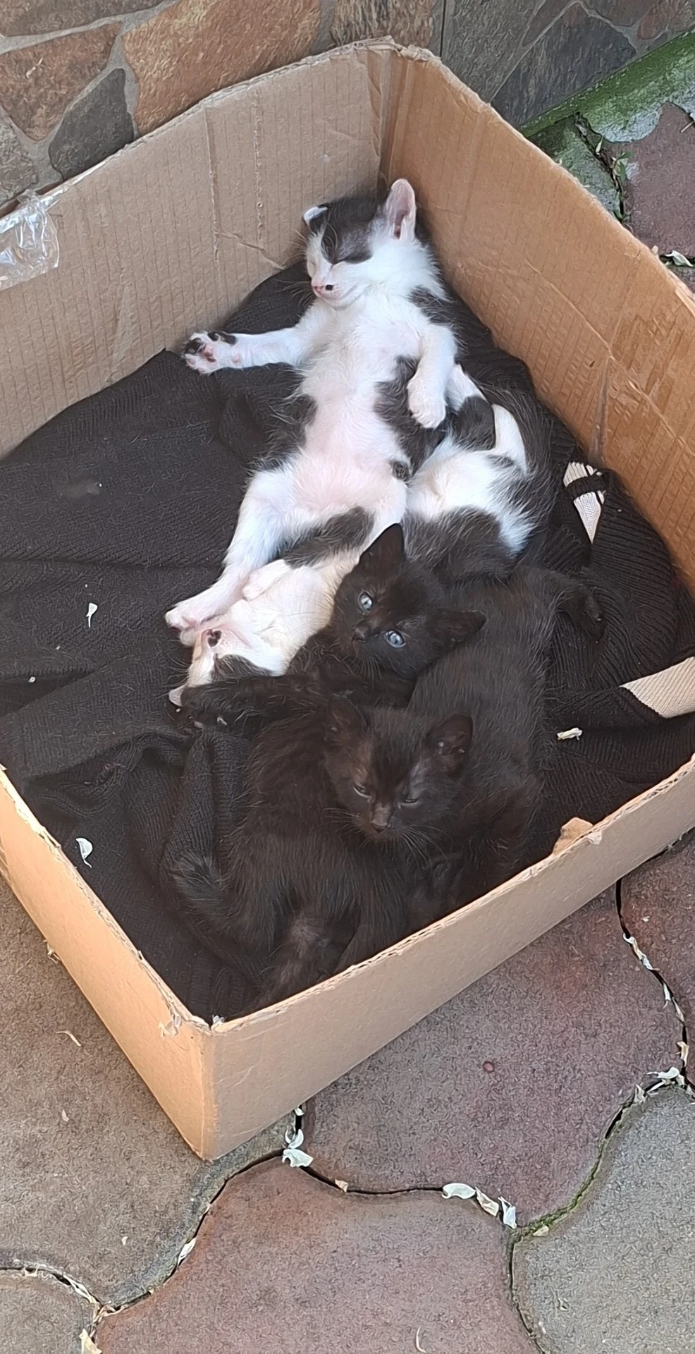 adoptii animale