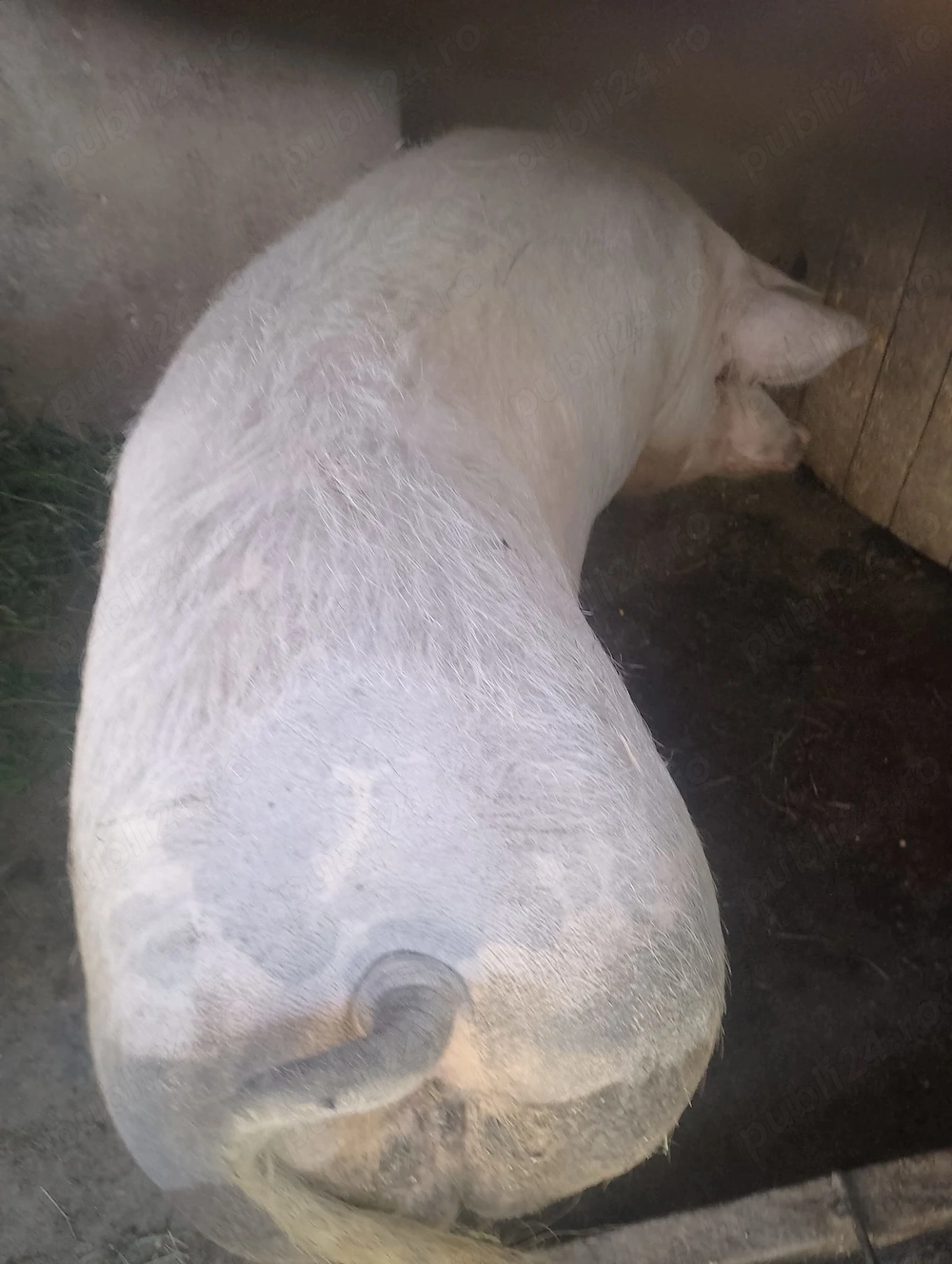 De vânzare scroafă 