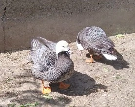 Gâște Imperiale de vânzare