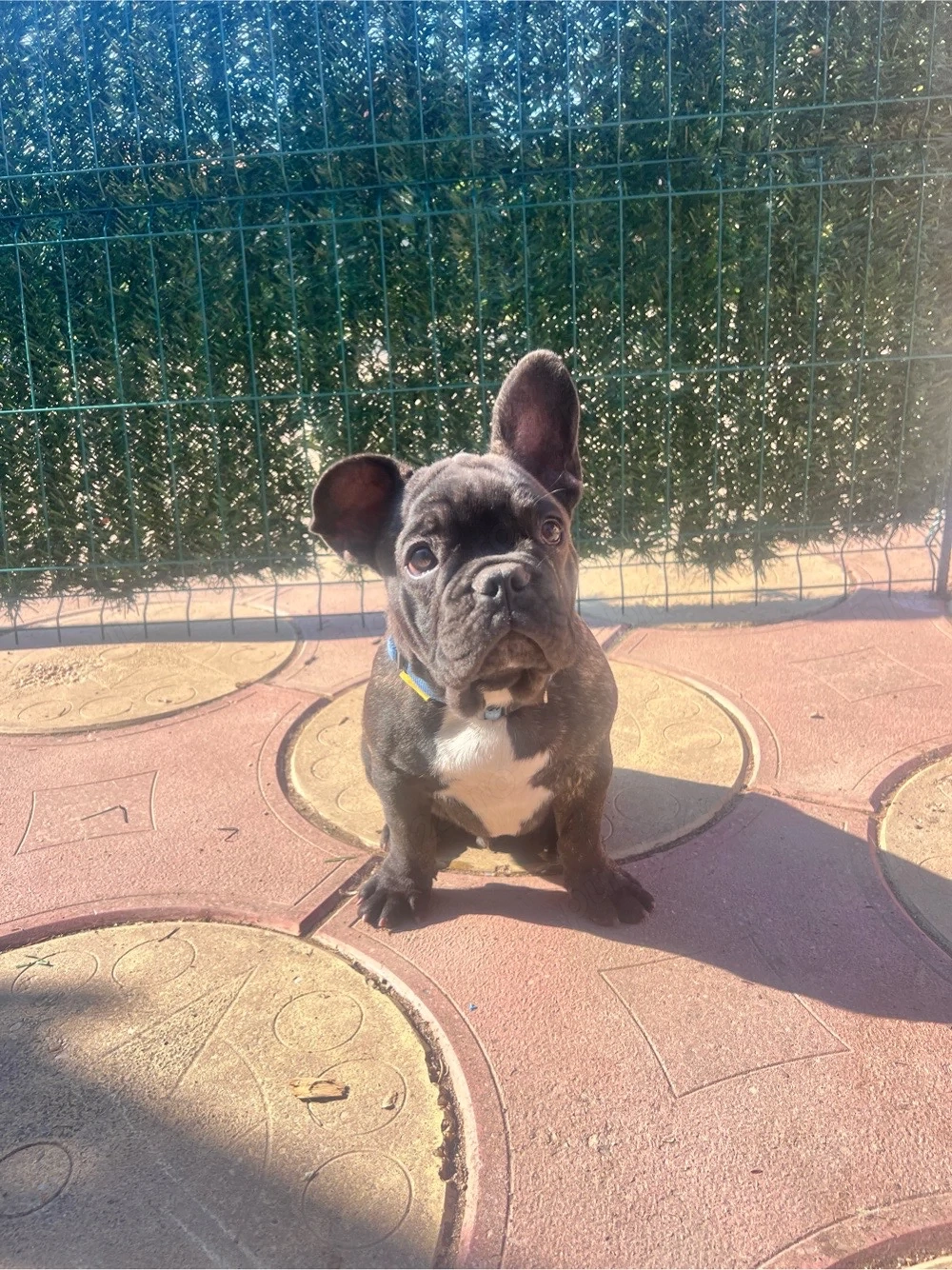 Bulldog francez mascul superb!