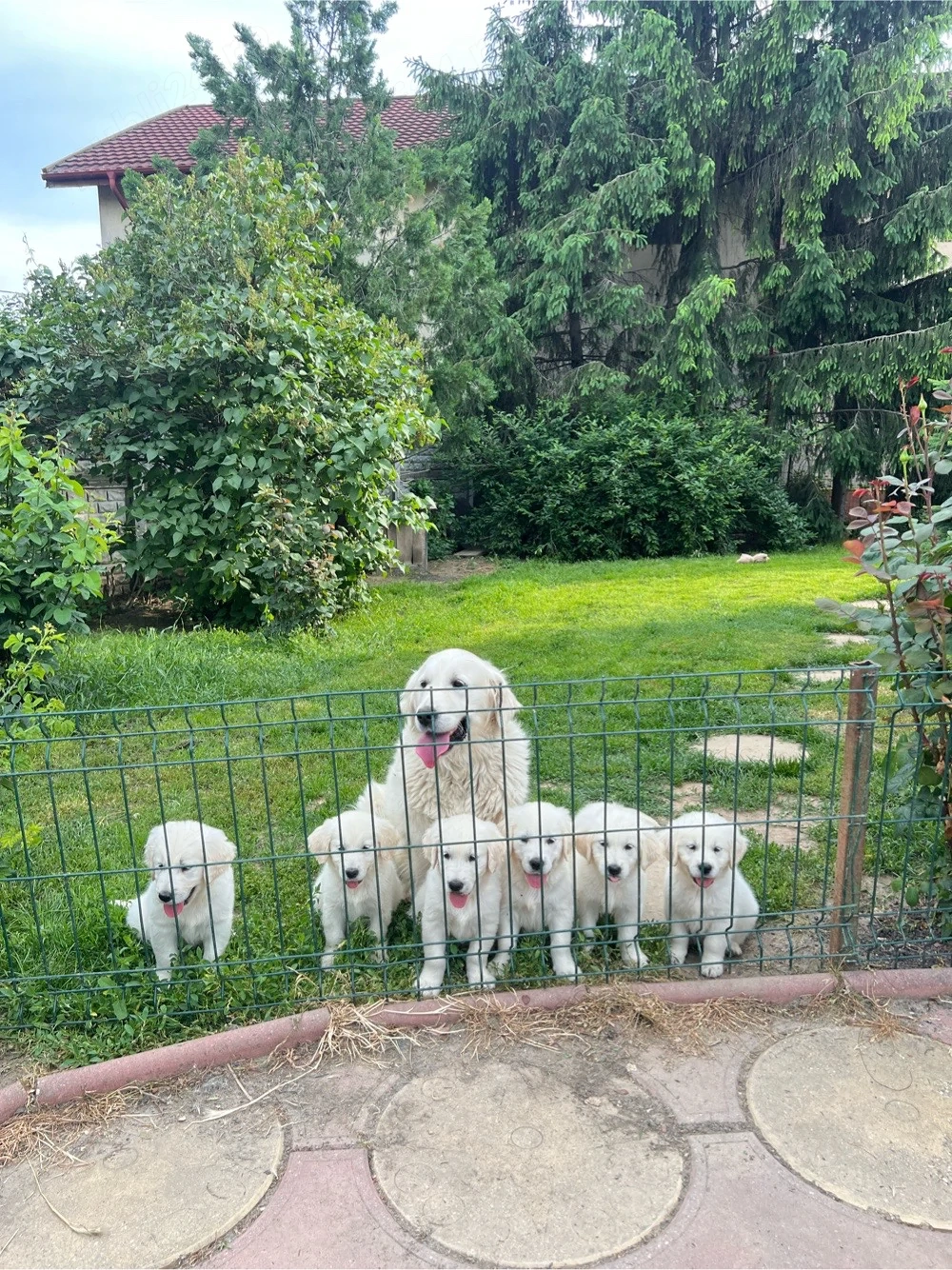 Pui golden retriever superbi!