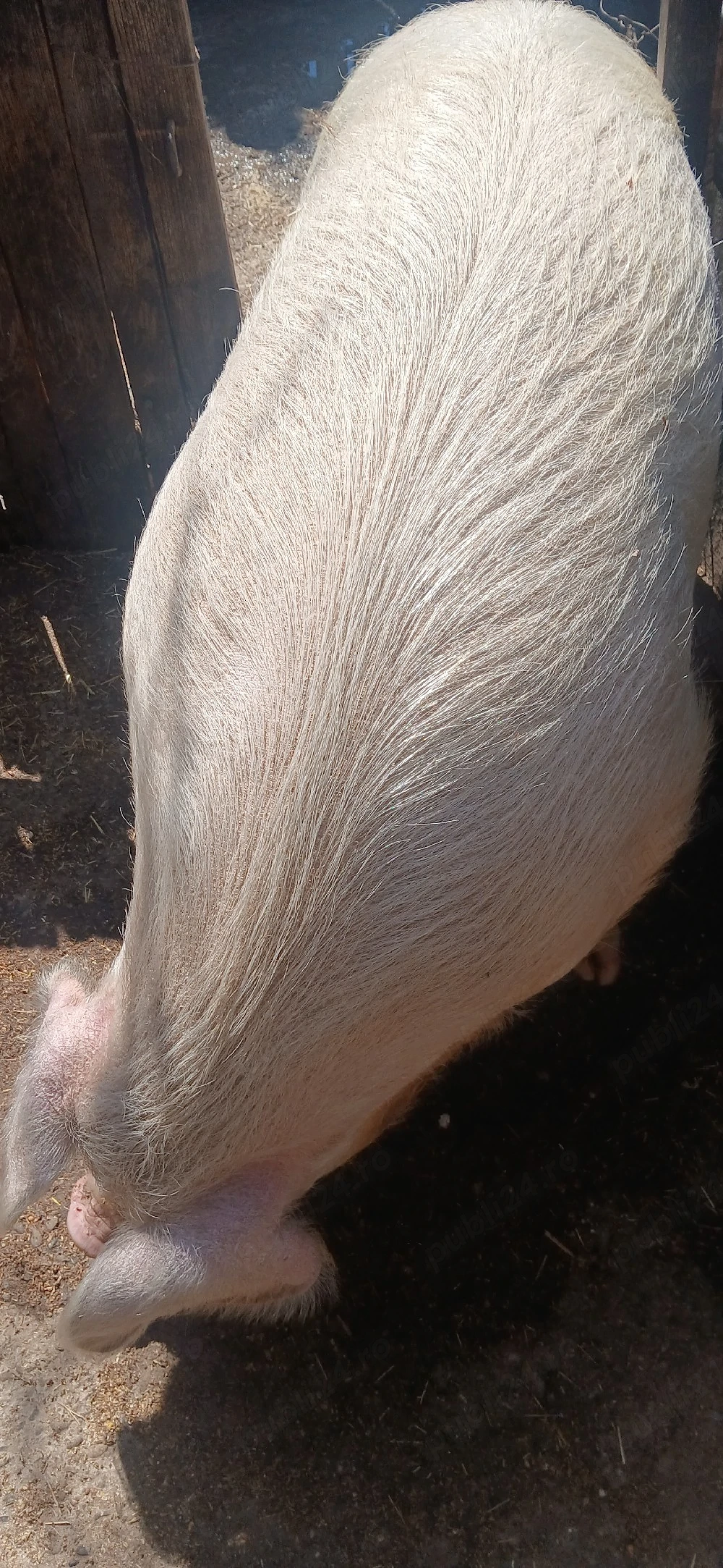 Scroafa cu greutatea peste 350 kg, hranita cu cereale boabe si urluiala. hranita bio. Culoare alba..
