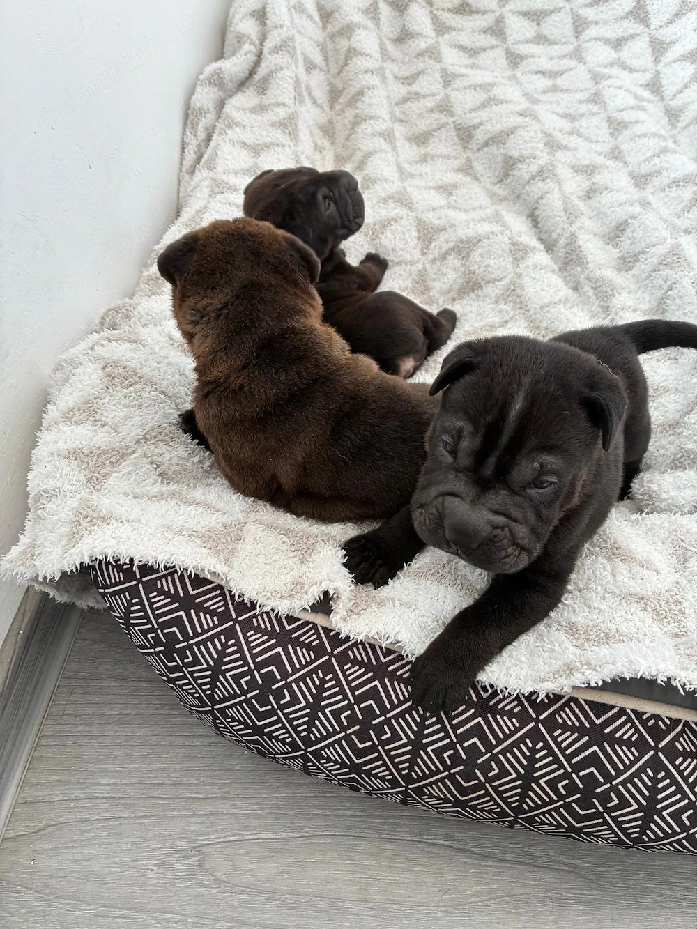 Cățeluși  pui shar pei