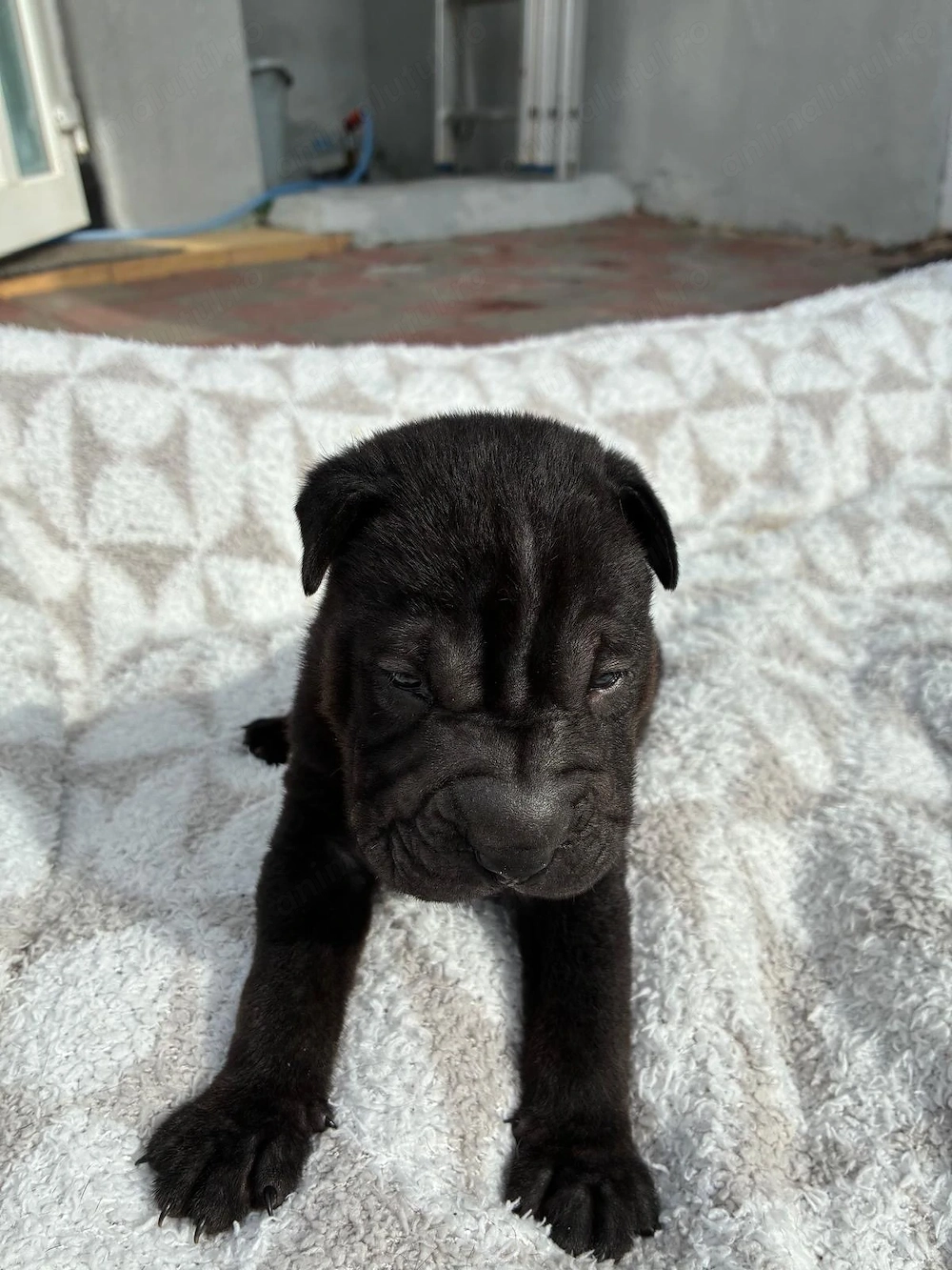 Cățeluși  pui shar pei