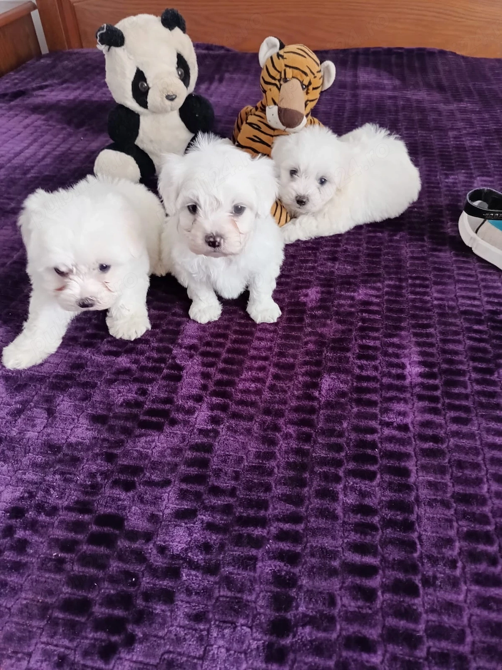 Bichon maltez foarte frumosi