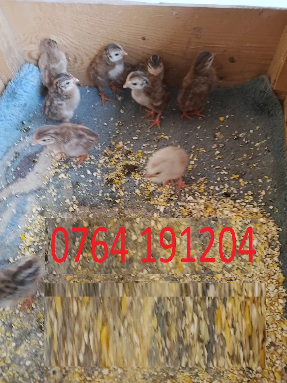 Vand pui de bibilica si gaina