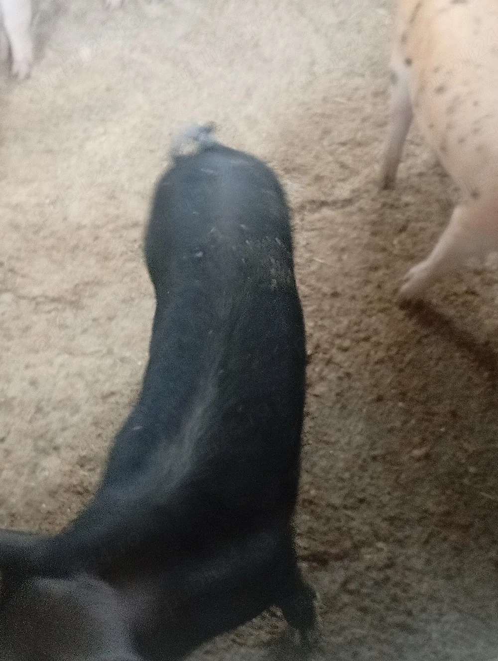 porc.        