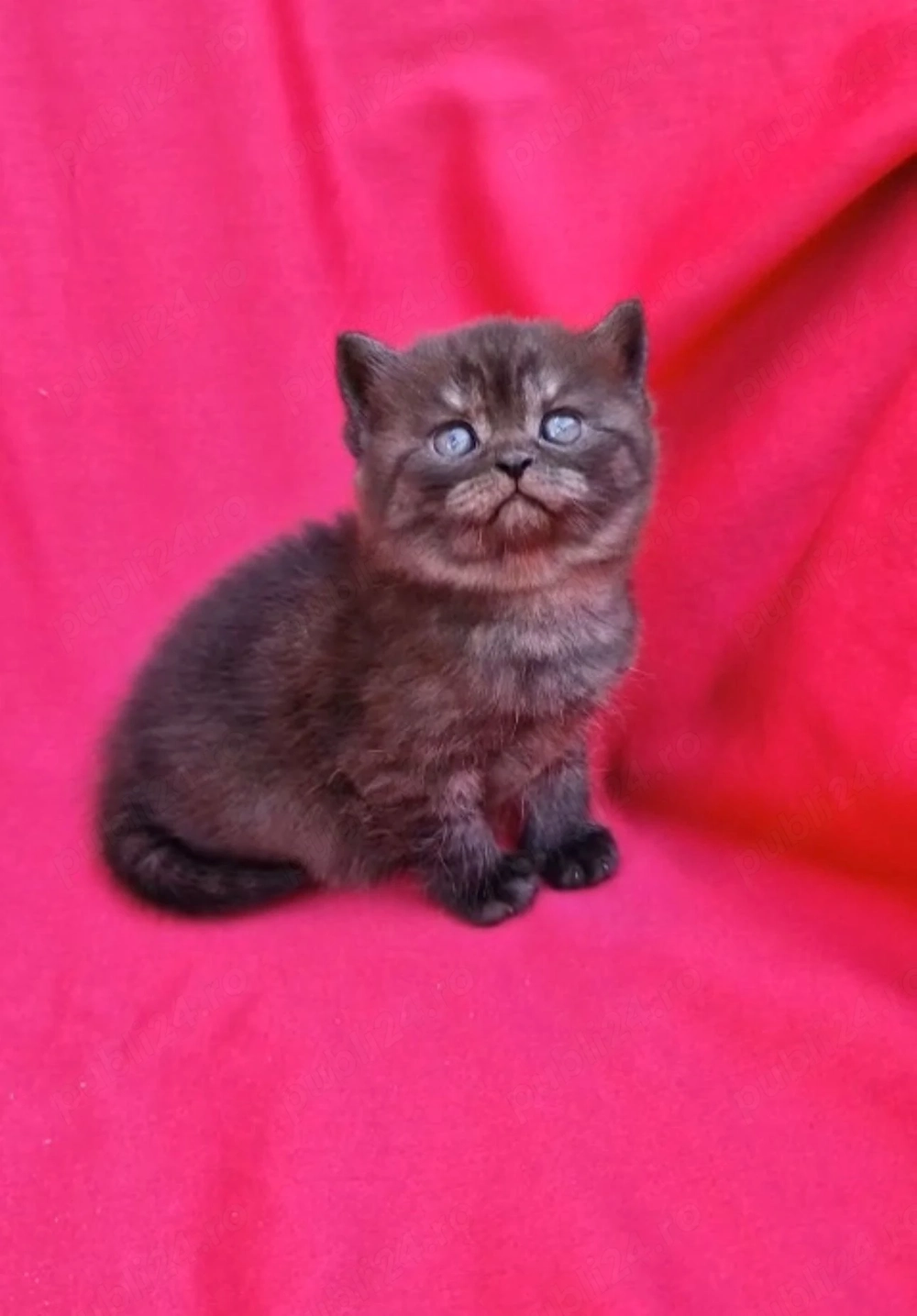 Puiuți british shorthair schotish fold