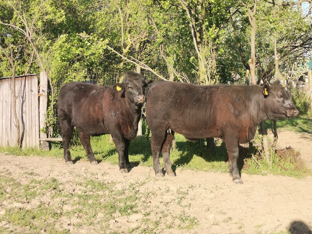Mânzate Angus gestante 