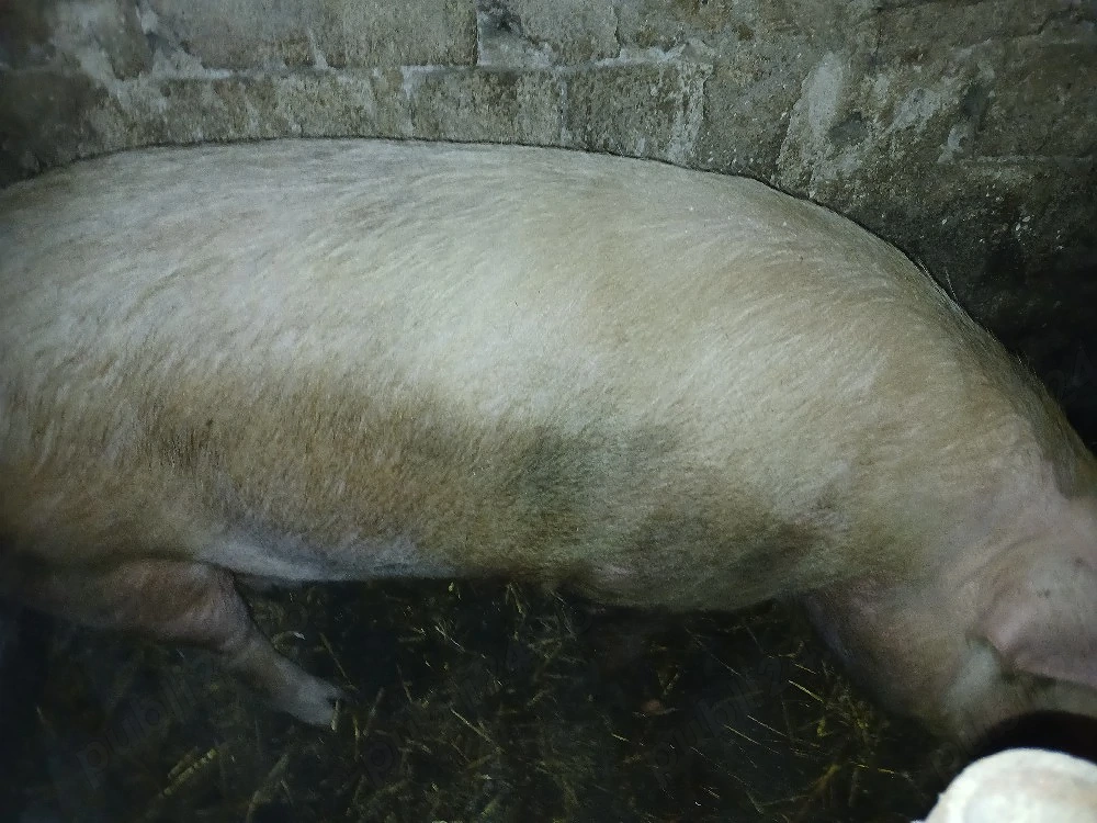 vand sau schimb cu alte animale 